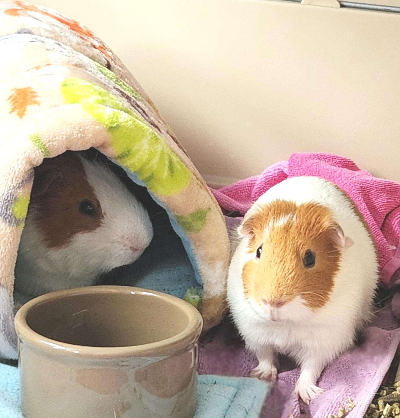 Enlarge Rolo and Pipsqueak, an adoptable Guinea Pig in Medfield, MA image 5/5