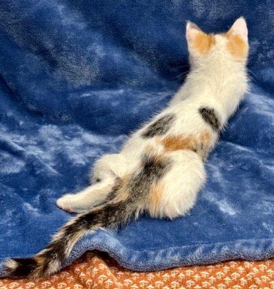 Enlarge Nina, an adopted Domestic Short Hair in Las Vegas, NV image 3/3