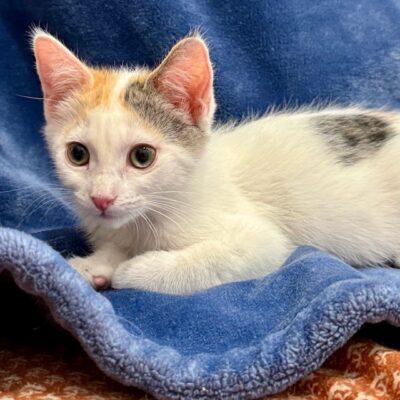 Enlarge Nina, an adopted Domestic Short Hair in Las Vegas, NV image 1/3