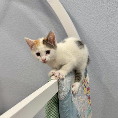 Enlarge Nina, an adopted Domestic Short Hair in Las Vegas, NV image 2/3