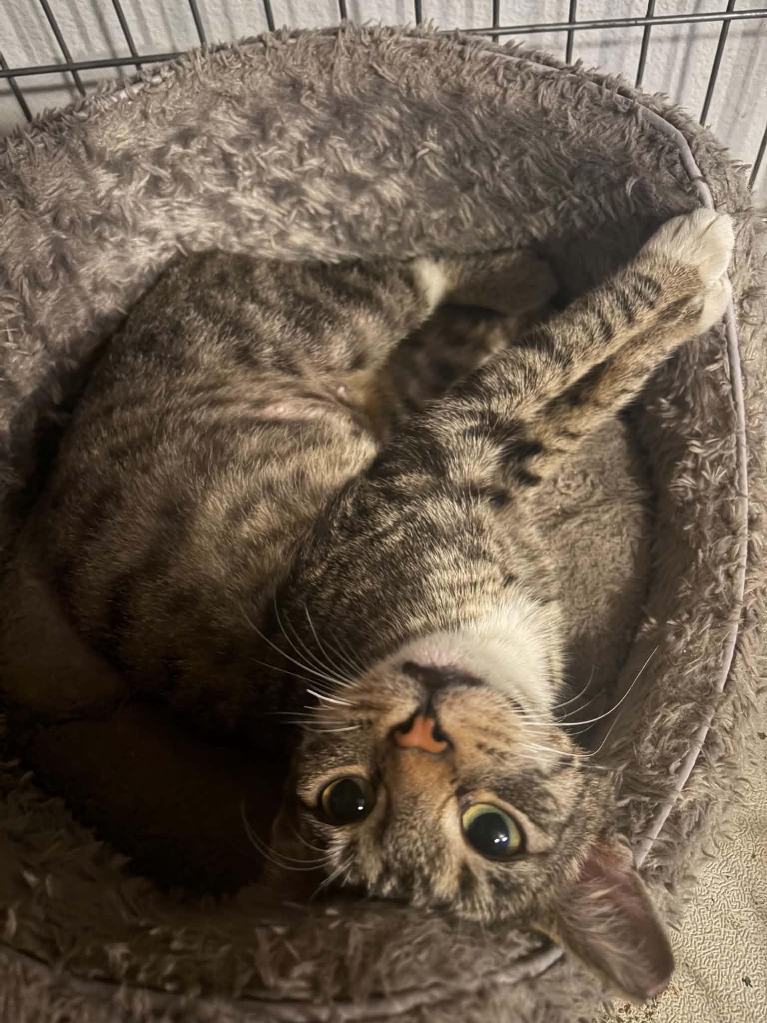 Columbia, ADOPTABLE, Adult Female Domestic Short Hair.