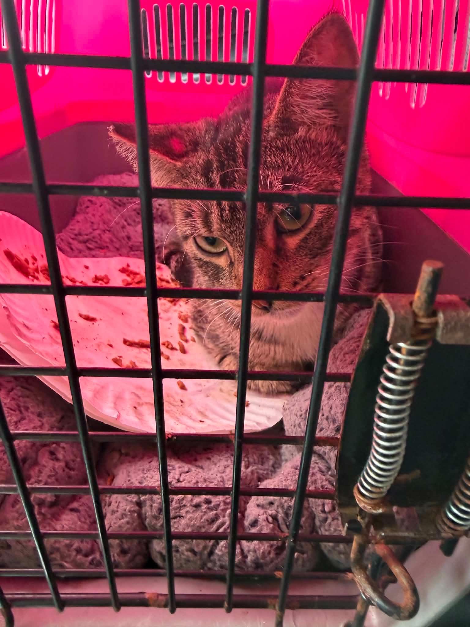 Columbia, a ADOPTABLE Domestic Short Hair in Escondido, CA image 2/2