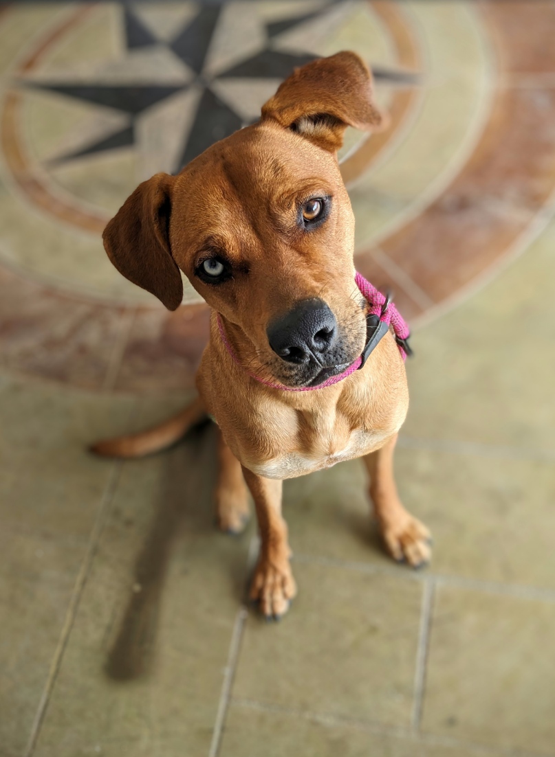 Enlarge Mack, a Adopted mixed breed in Lakeway, TX image 2/6