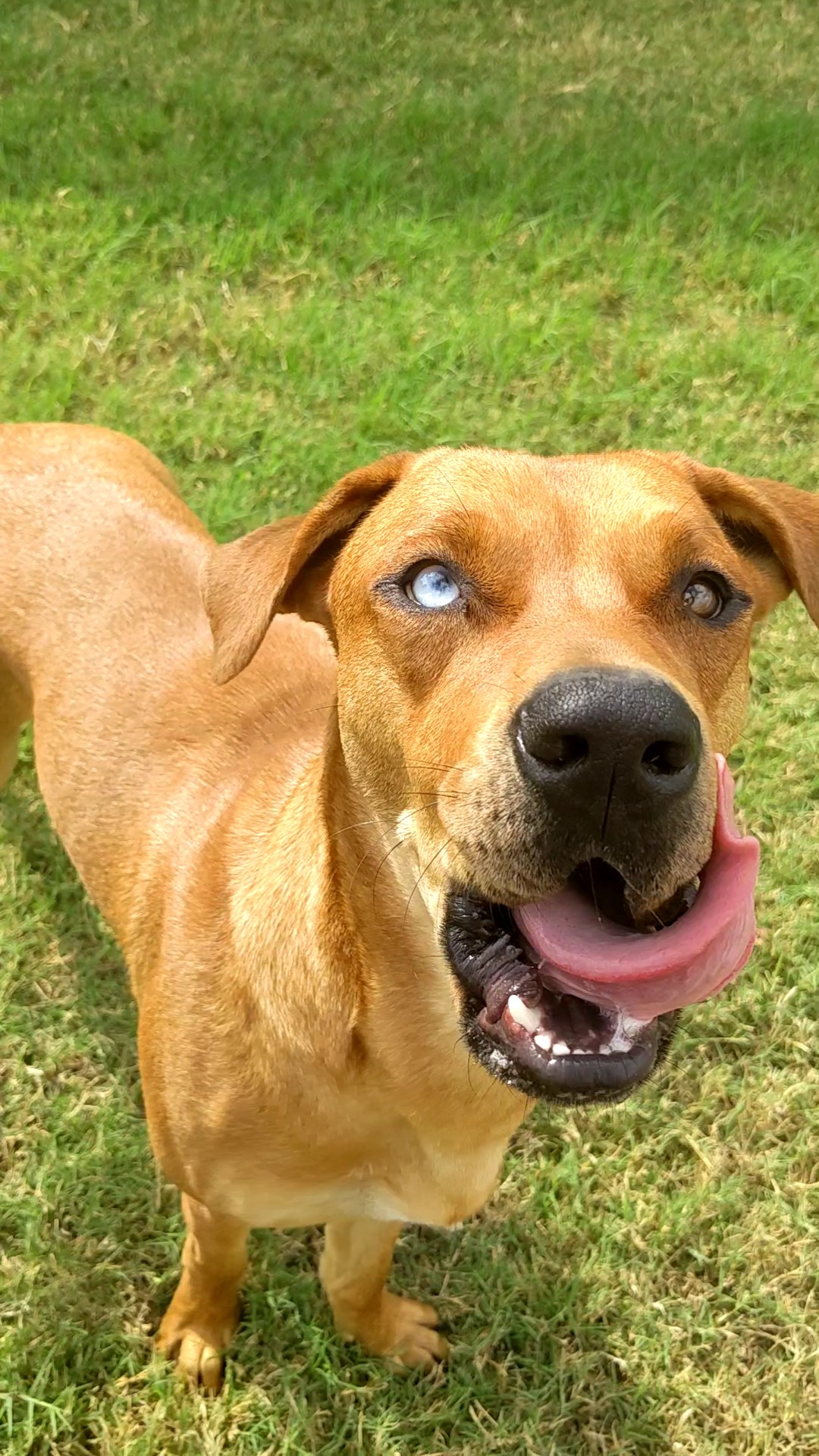 Enlarge Mack, a Adopted mixed breed in Lakeway, TX image 4/6