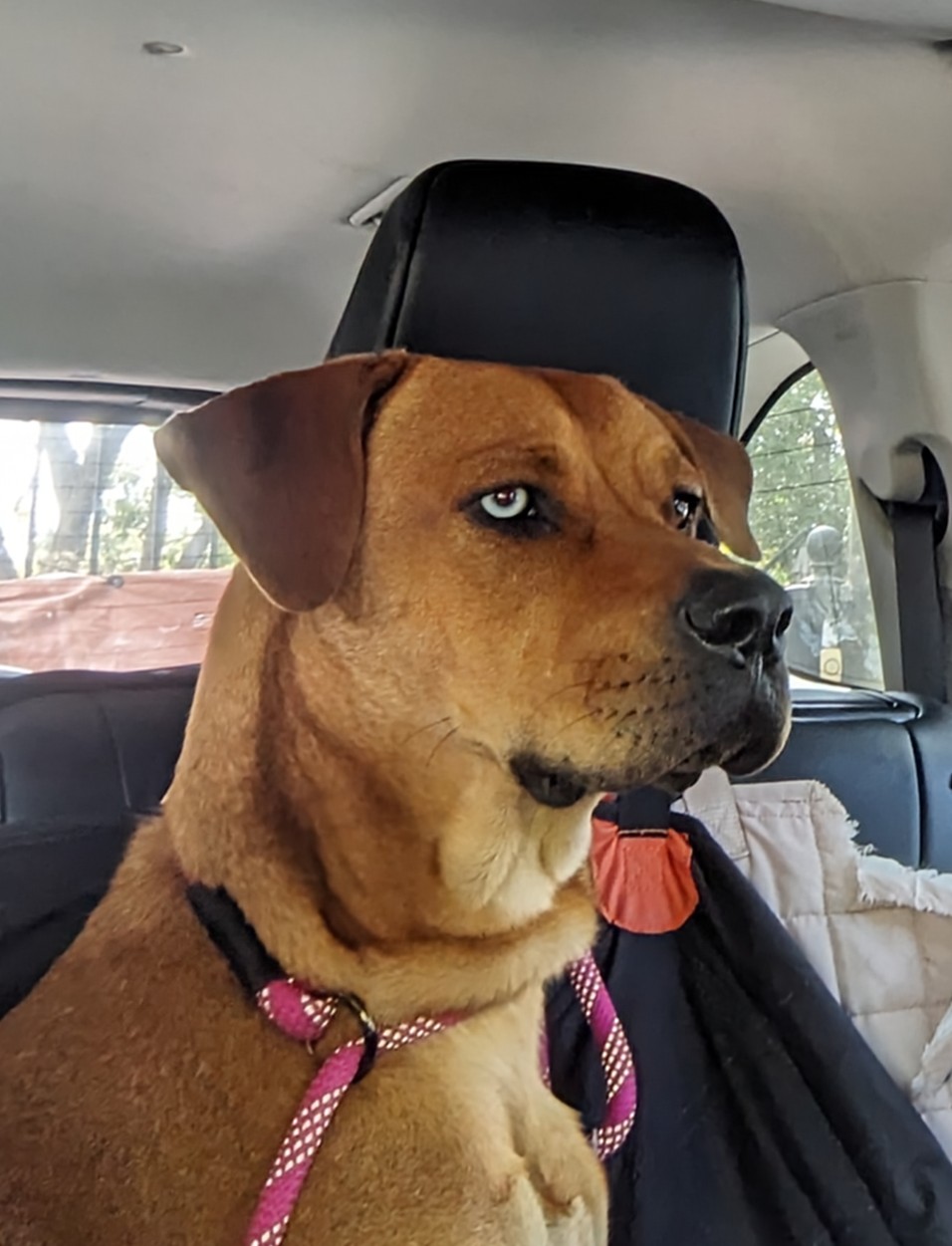 Enlarge Mack, a Adopted mixed breed in Lakeway, TX image 5/6