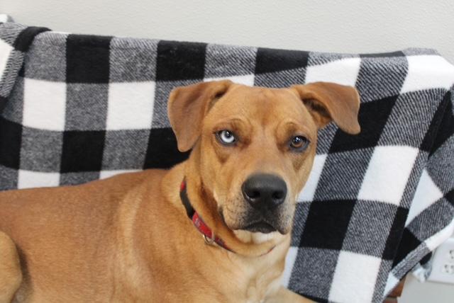 Mack, Adopted, Young Male Black Mouth Cur & Labrador Retriever.