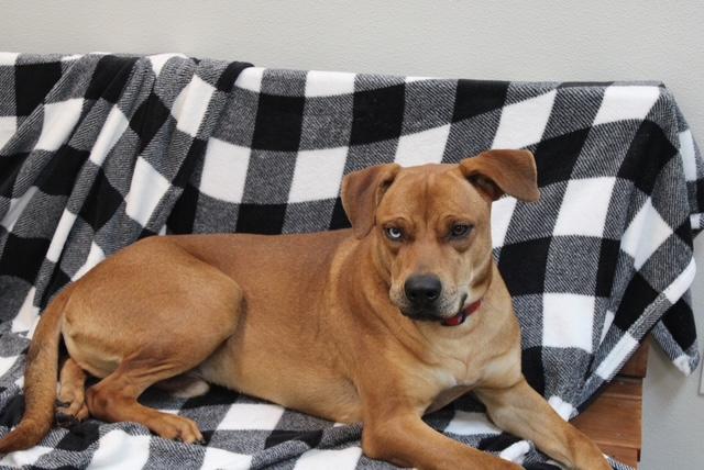 Enlarge Mack, a Adopted mixed breed in Lakeway, TX image 6/6