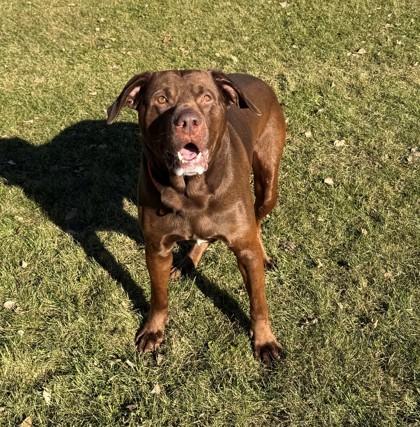 Enlarge Hubba Bubba, a Adoptable mixed breed in Willmar, MN image 1/3