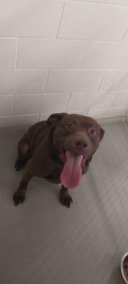 Enlarge Hubba Bubba, a Adoptable mixed breed in Willmar, MN image 2/3