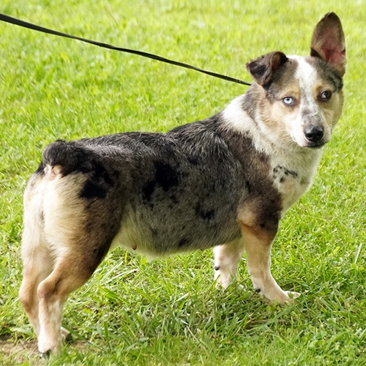 Dog for adoption Heidi, a & Australian Shepherd Mix in