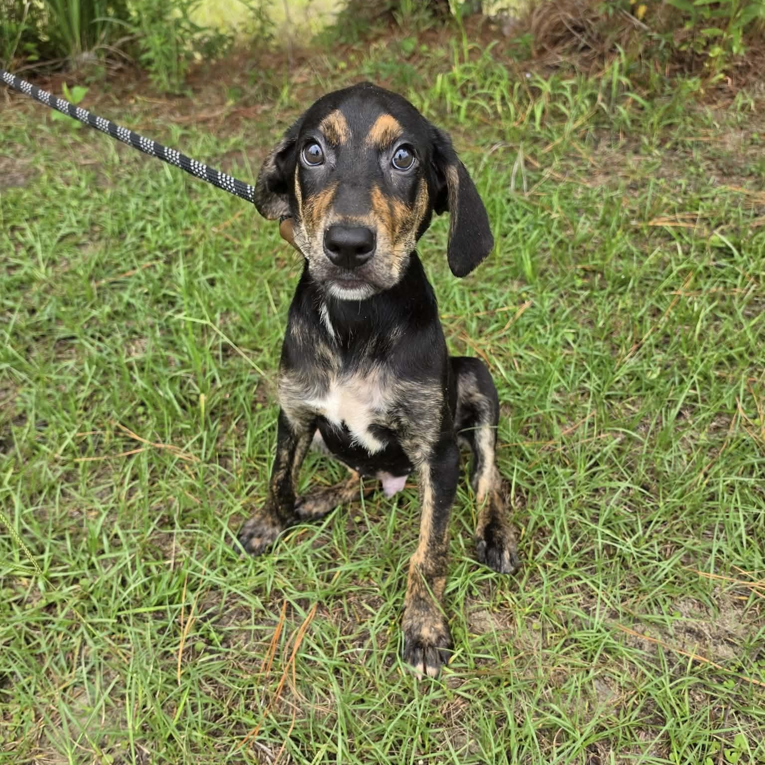 Nelson, Adoptable, Puppy Male Treeing Walker Coonhound & Labrador Retriever.