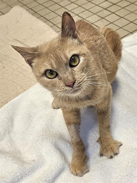 BILLIE JO, Adoptable, Senior Female Domestic Short Hair.