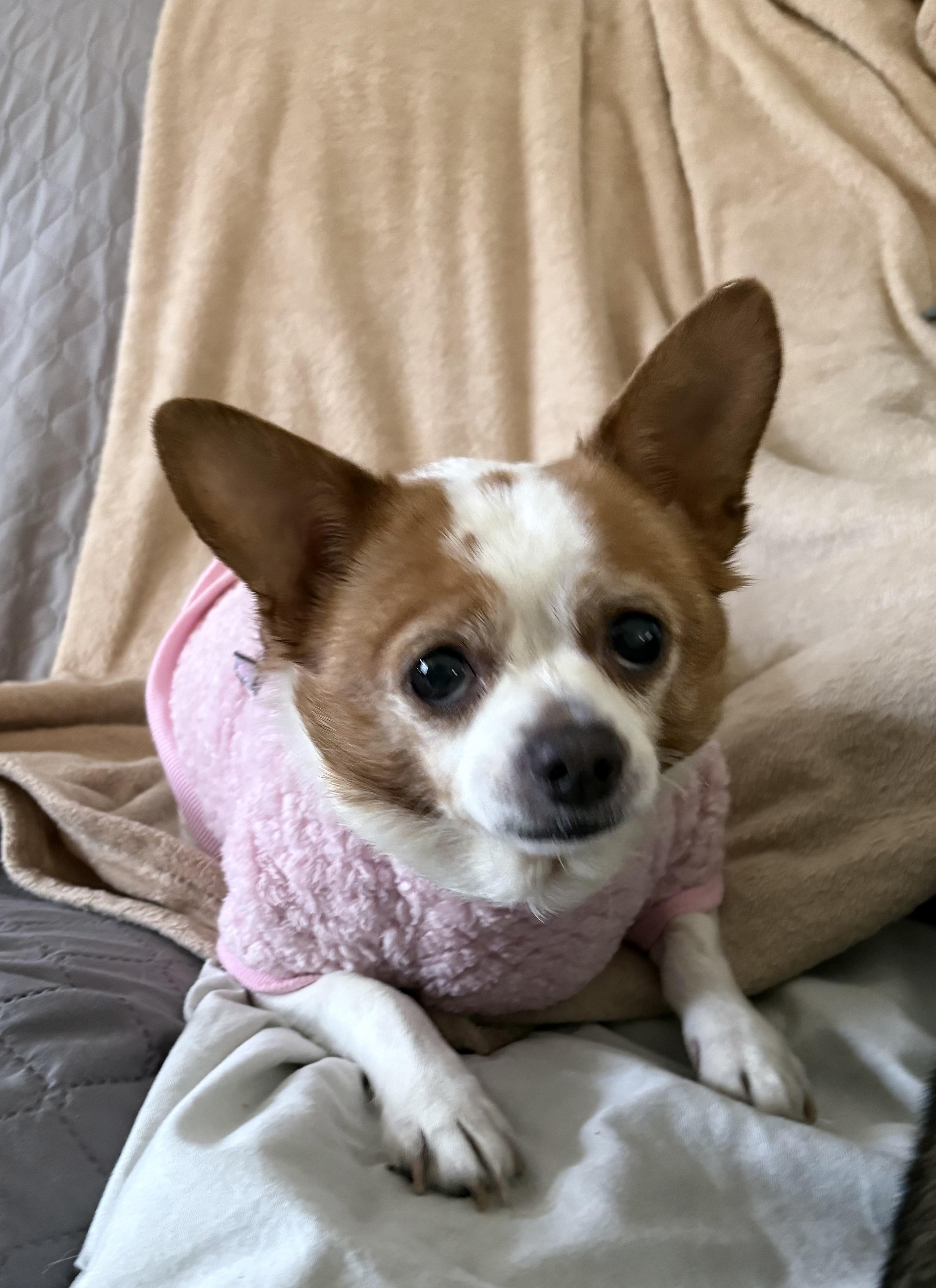 Enlarge Layla, a ADOPTABLE mixed breed in Lawrenceville, GA image 1/1