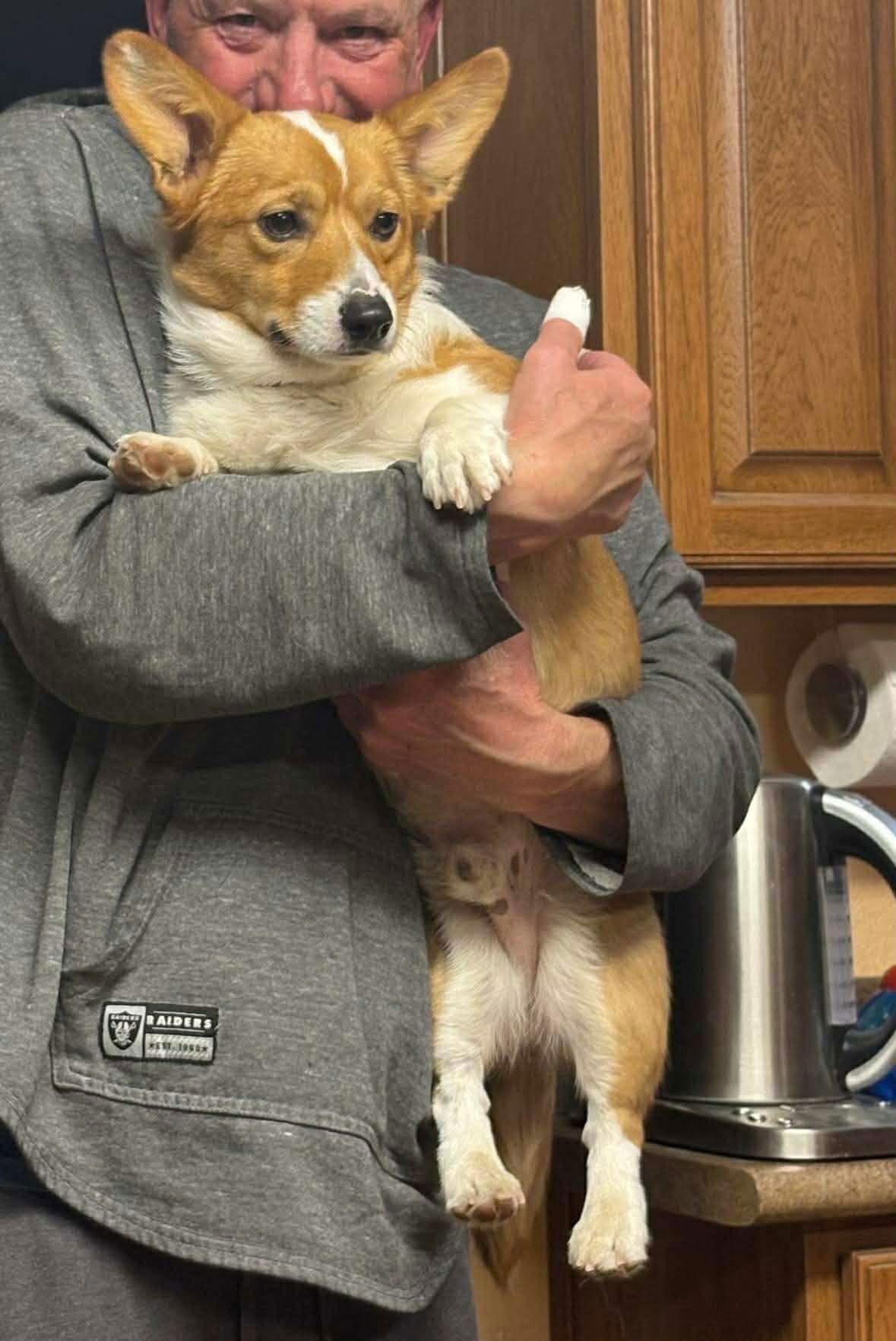 Duke, Adoptable, Young Male Corgi.
