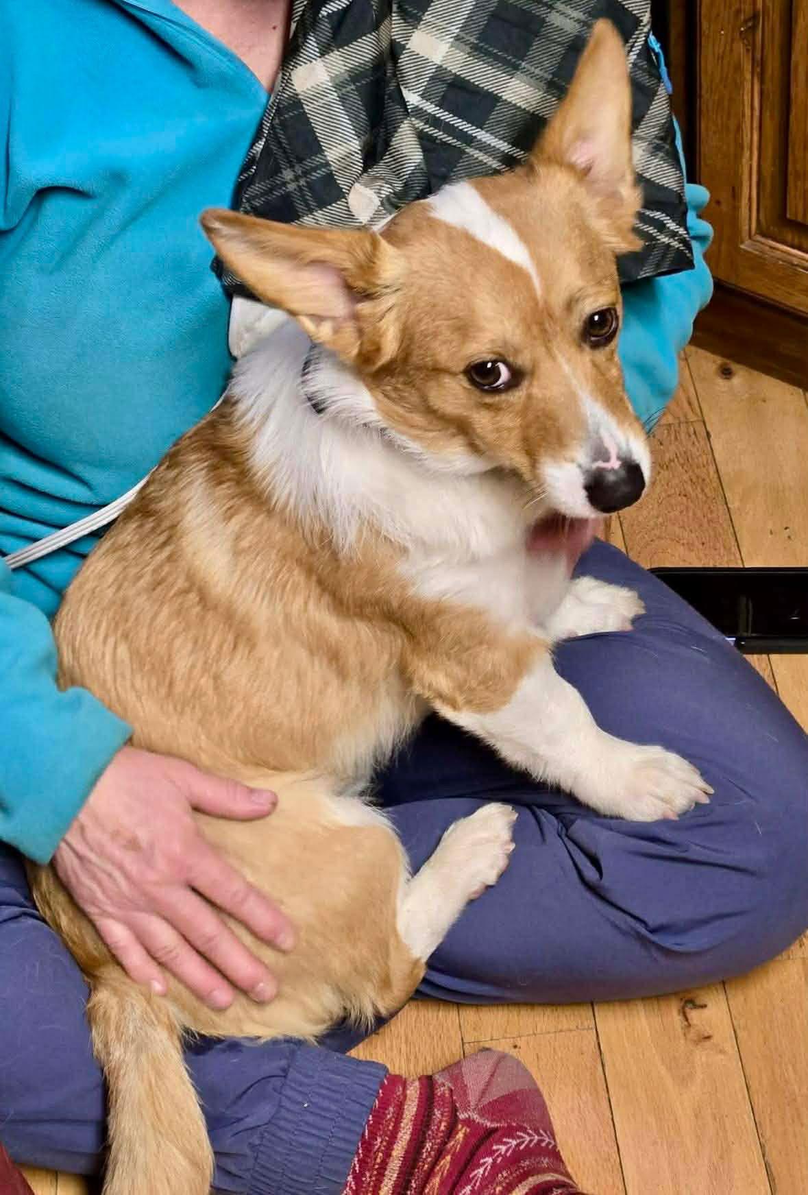 Enlarge Duke, a Adoptable Corgi in Denver, CO image 2/3