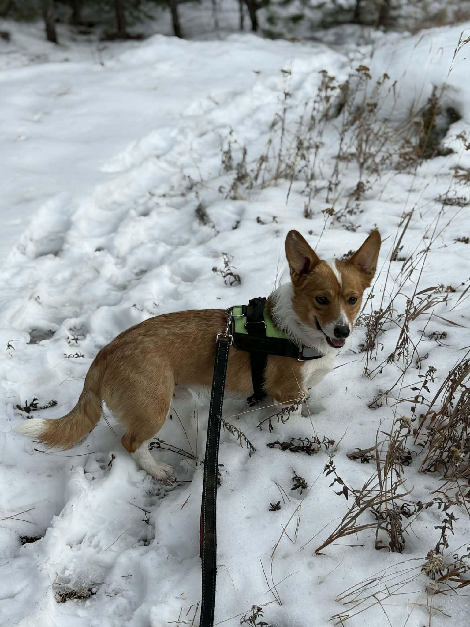 Enlarge Duke, a Adoptable Corgi in Denver, CO image 3/3