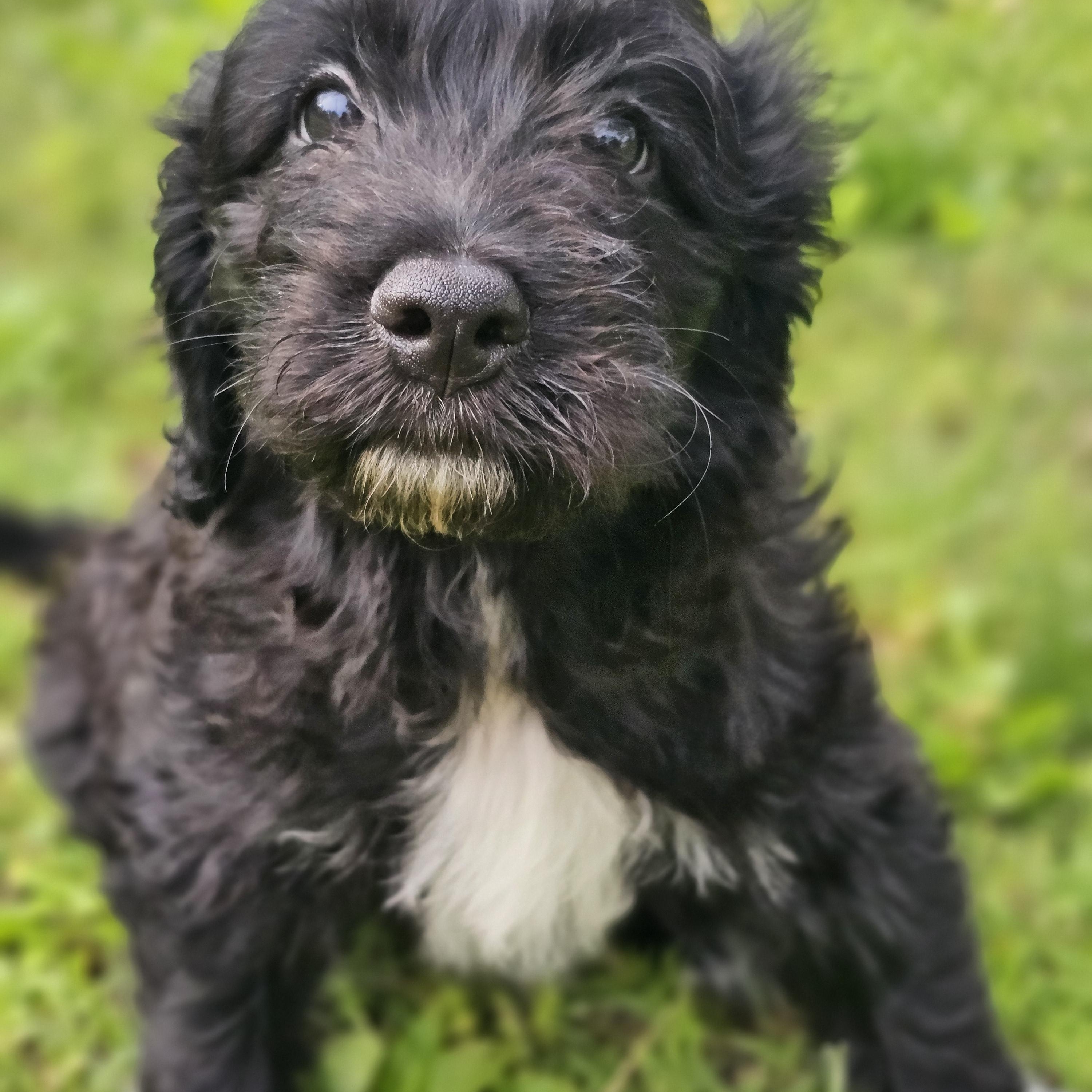 Enlarge Poppy, a Adoptable Bernadoodle in O Fallon, IL image 5/6