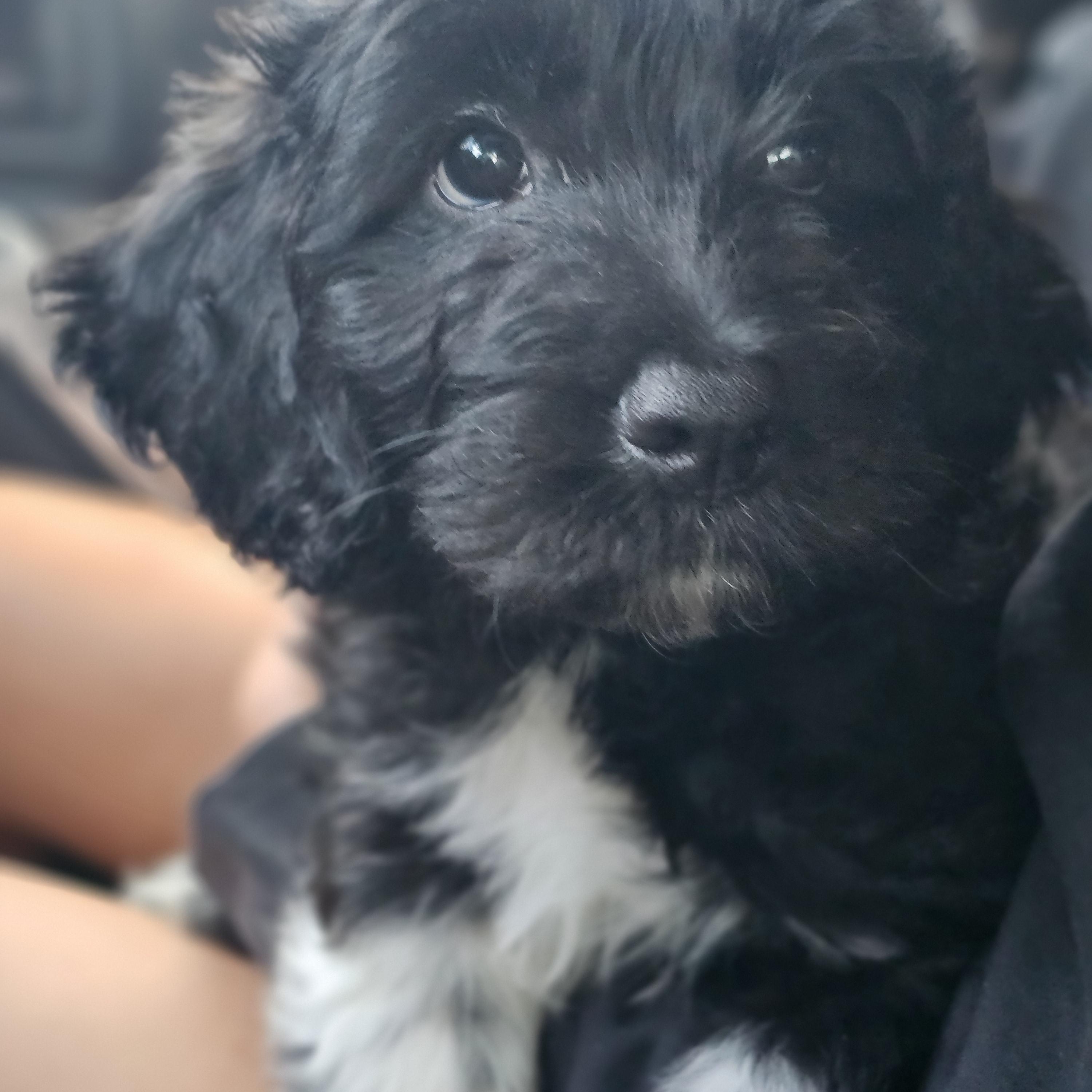 Poppy, Adoptable, Puppy Female Bernadoodle.