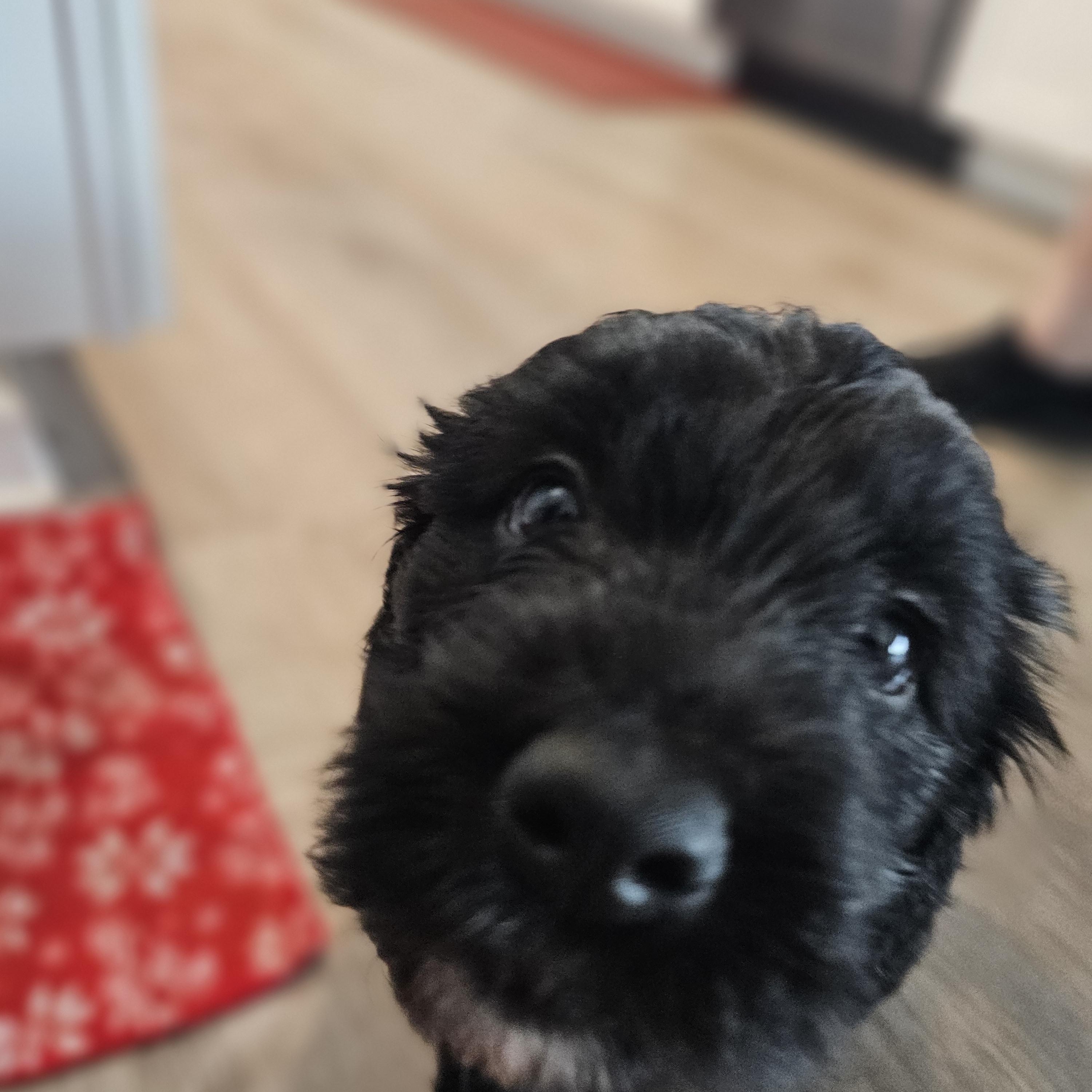 Enlarge Poppy, a Adoptable Bernadoodle in O Fallon, IL image 3/6