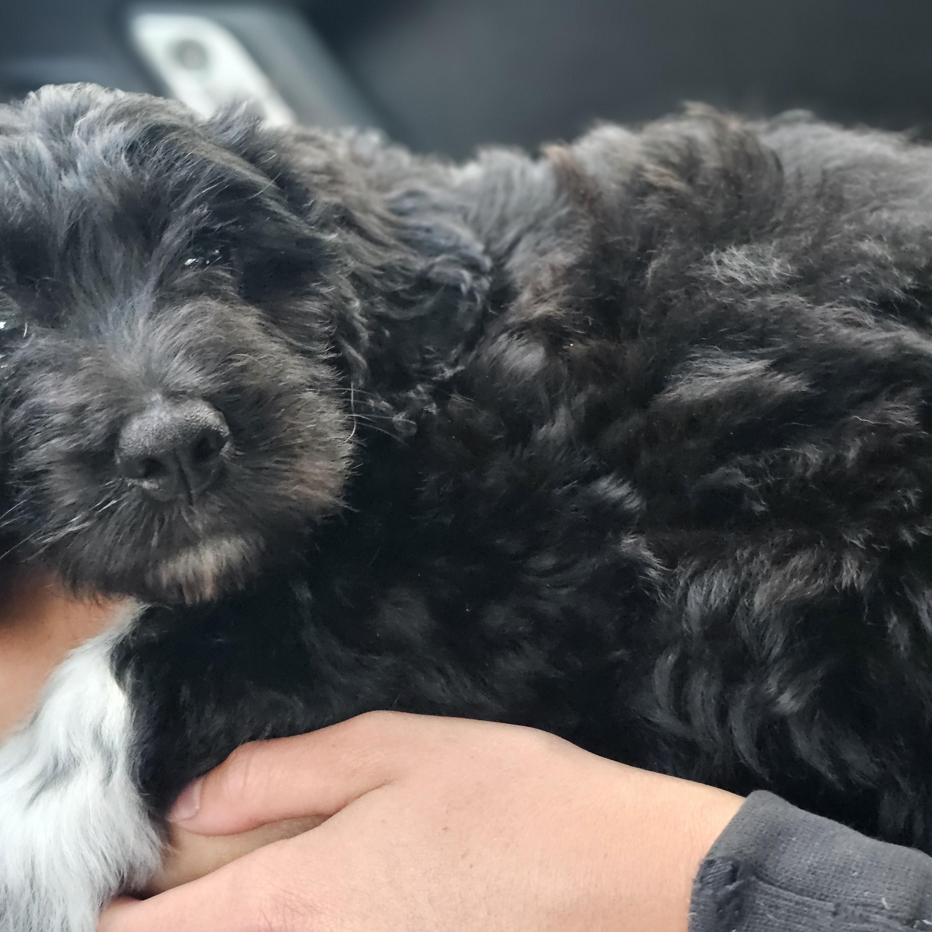 Enlarge Poppy, a Adoptable Bernadoodle in O Fallon, IL image 4/6