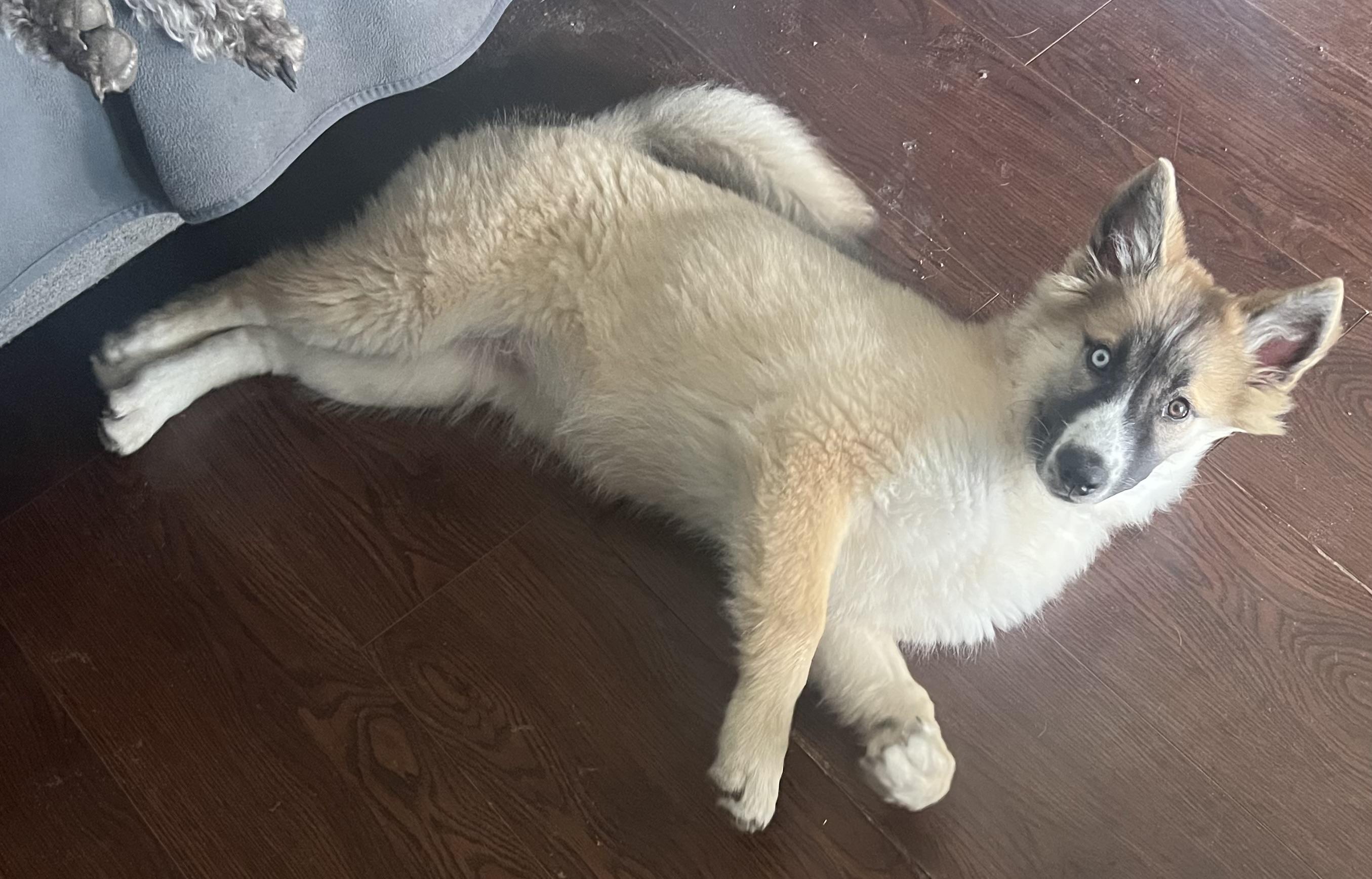 Enlarge Twinkle, a ADOPTABLE mixed breed in Carrollton, TX image 2/5