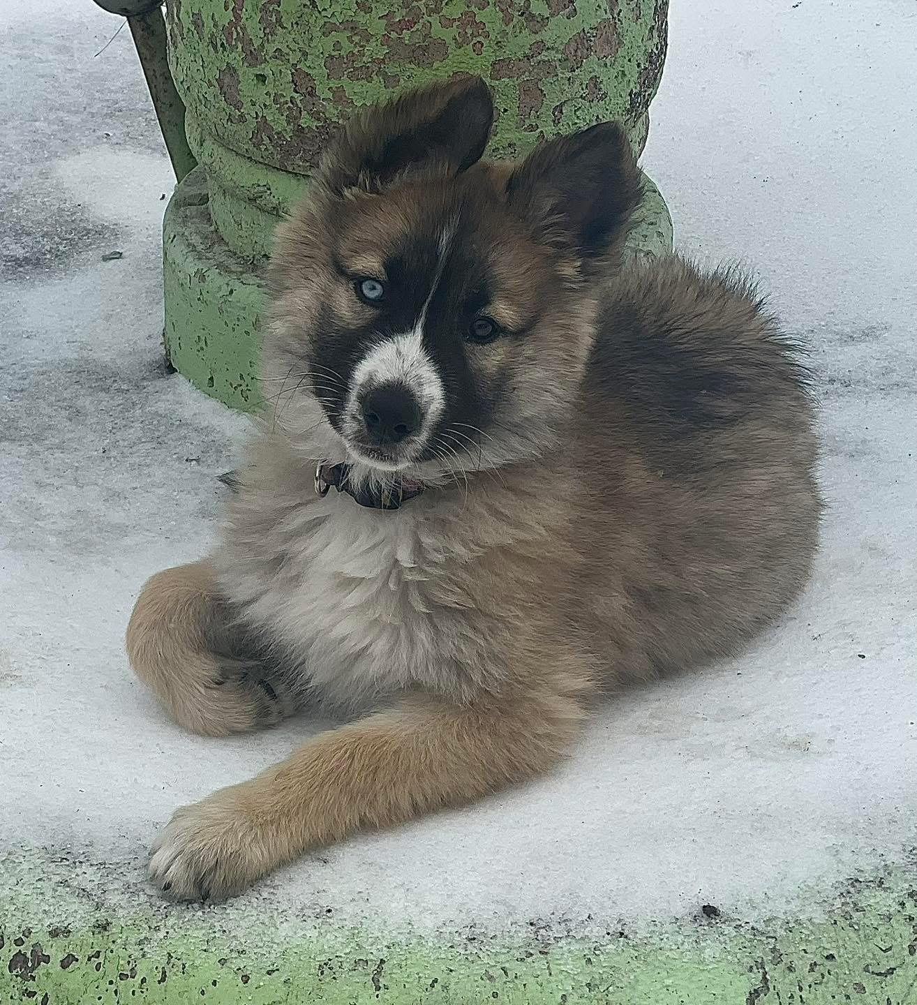 Enlarge Twinkle, a ADOPTABLE mixed breed in Carrollton, TX image 5/5