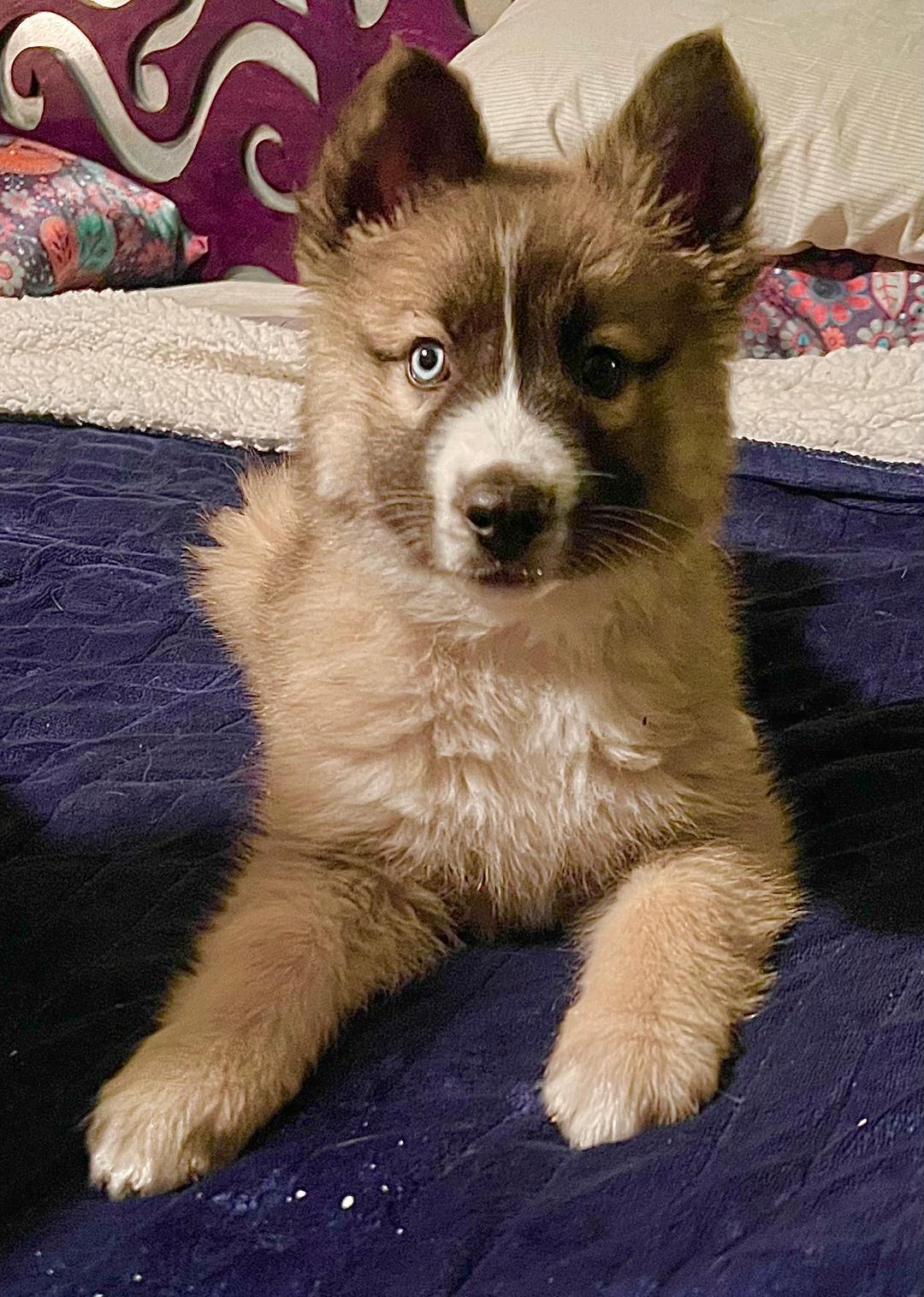 Twinkle, ADOPTABLE, Puppy Female Husky.