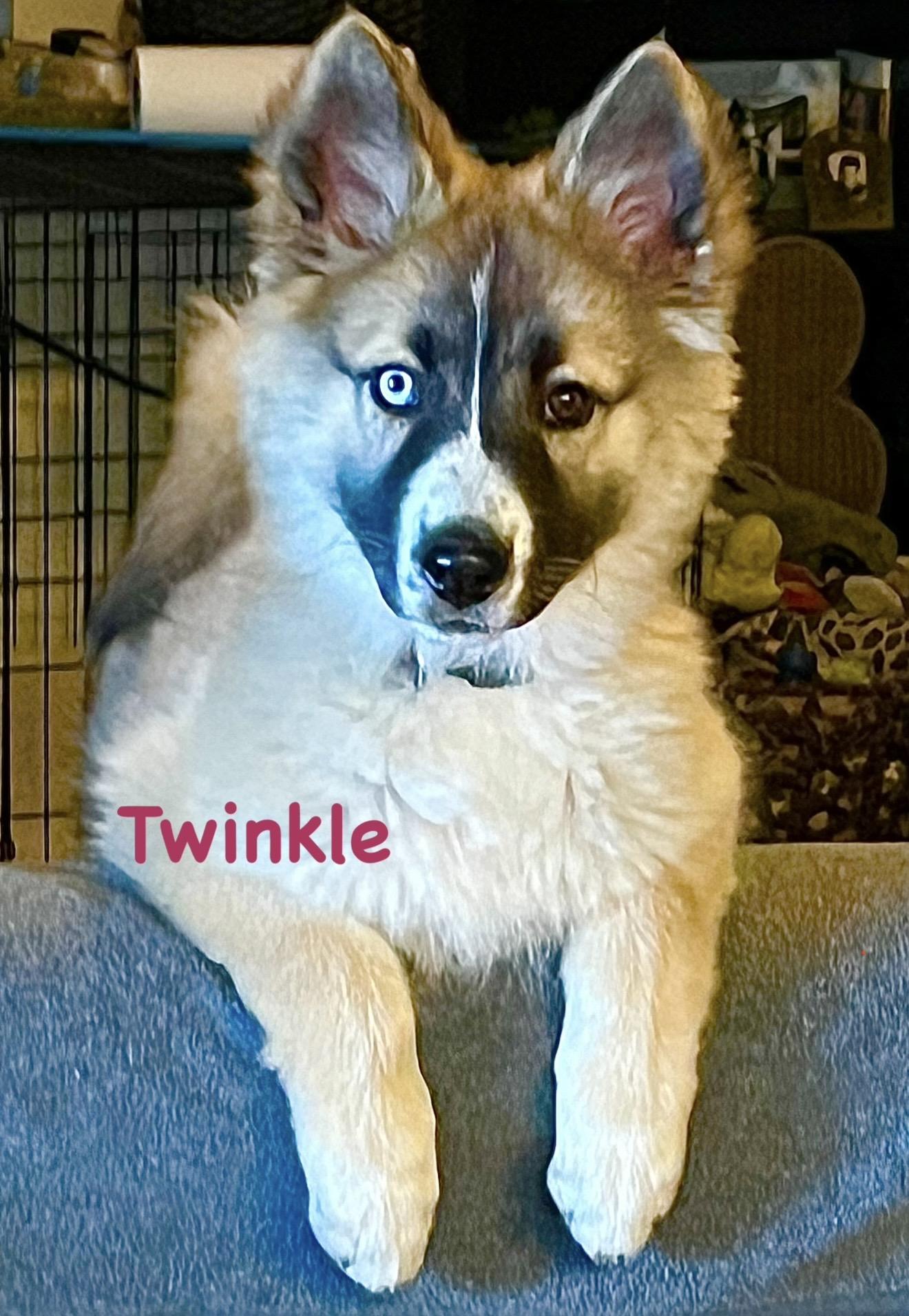 Enlarge Twinkle, a ADOPTABLE mixed breed in Carrollton, TX image 3/5