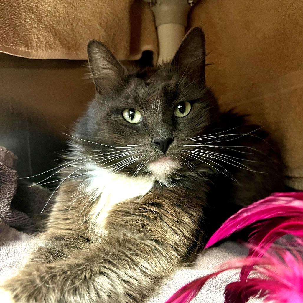Nick Fury, Adoptable, Senior Male Domestic Long Hair.