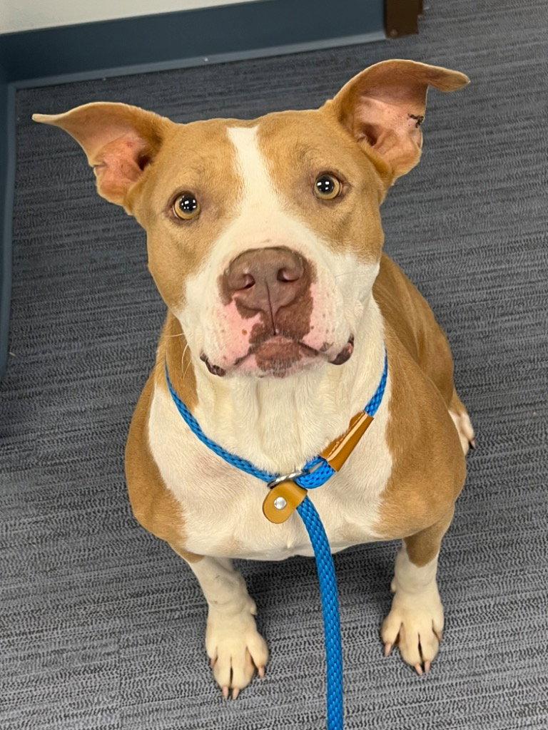 26-249 Lottie, Adoptable, Adult Female Pit Bull Terrier.