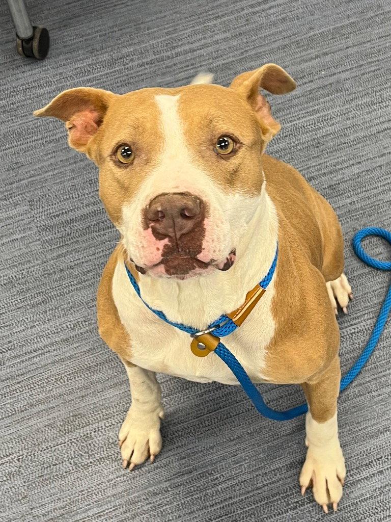 Enlarge 26-249 Lottie, a Adoptable Pit Bull Terrier in Tarboro, NC image 2/3