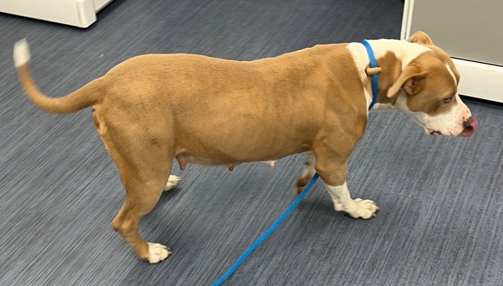 Enlarge 26-249 Lottie, a Adoptable Pit Bull Terrier in Tarboro, NC image 3/3