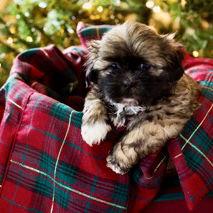 Lily, Adoptable, Puppy Female Shih Tzu.