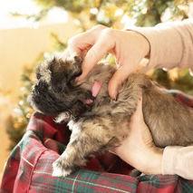 Lily, a Adoptable Shih Tzu in Hillsborough , NC image 2/3