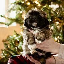 Lily, a Adoptable Shih Tzu in Hillsborough , NC image 3/3