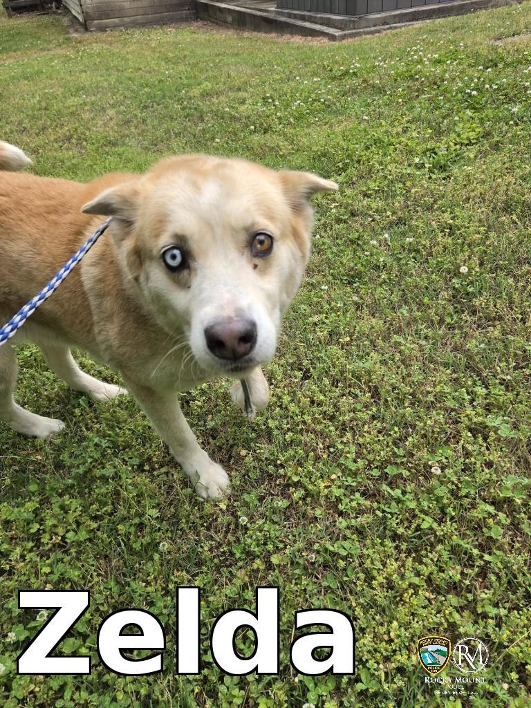 Enlarge Zelda, a Adoptable Husky in Rocky Mount, NC image 1/1