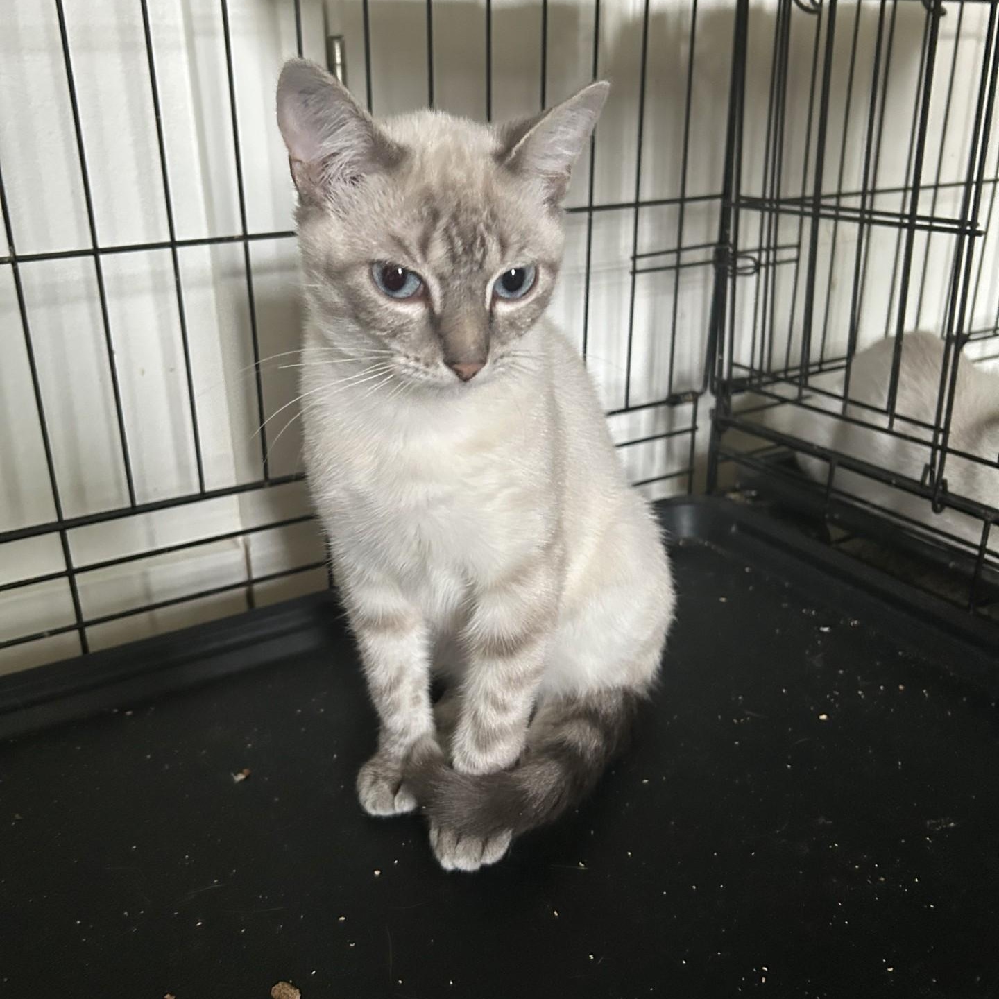 Enlarge Frankie, an adopted Domestic Short Hair in Springdale, AR image 1/3