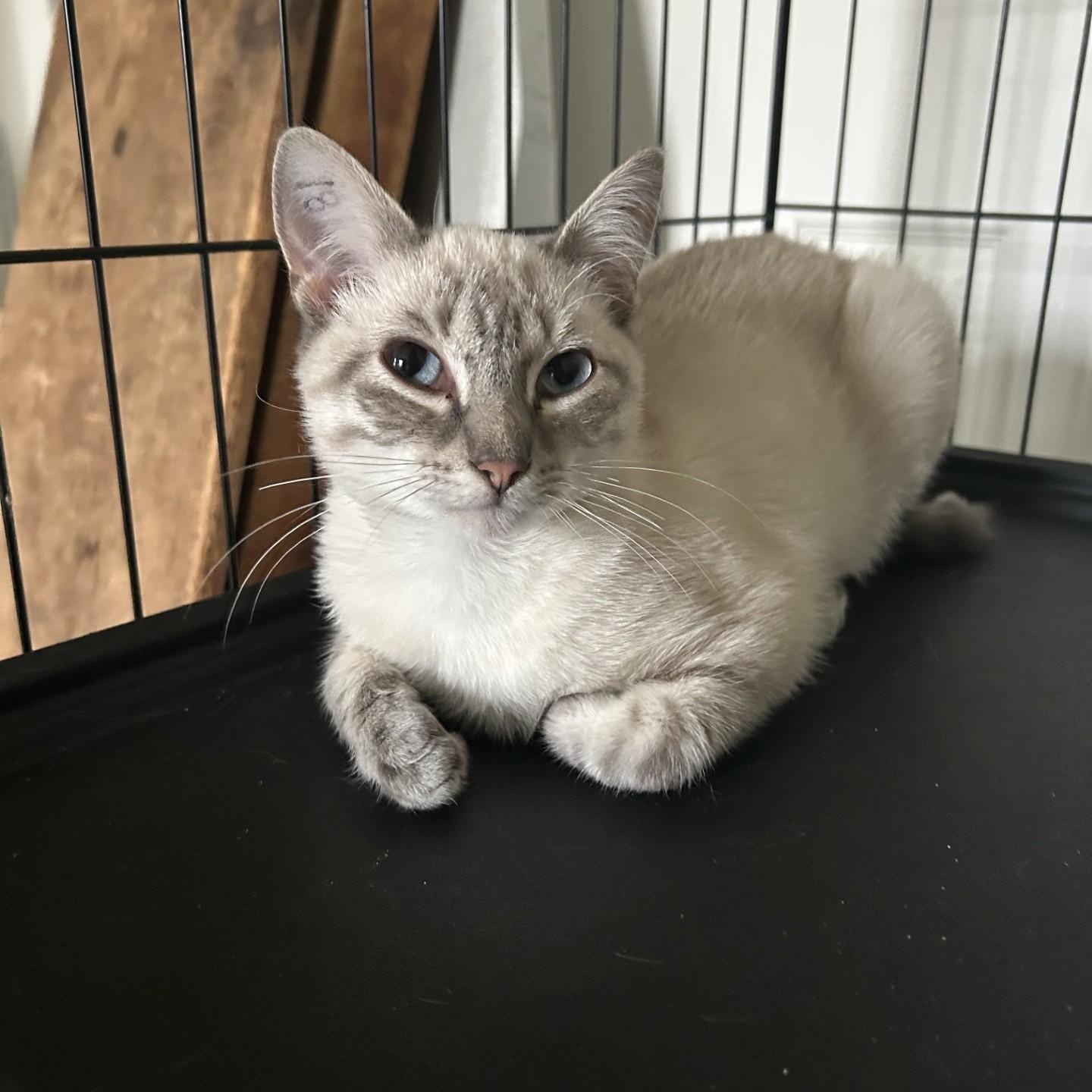 Enlarge Frankie, an adopted Domestic Short Hair in Springdale, AR image 3/3