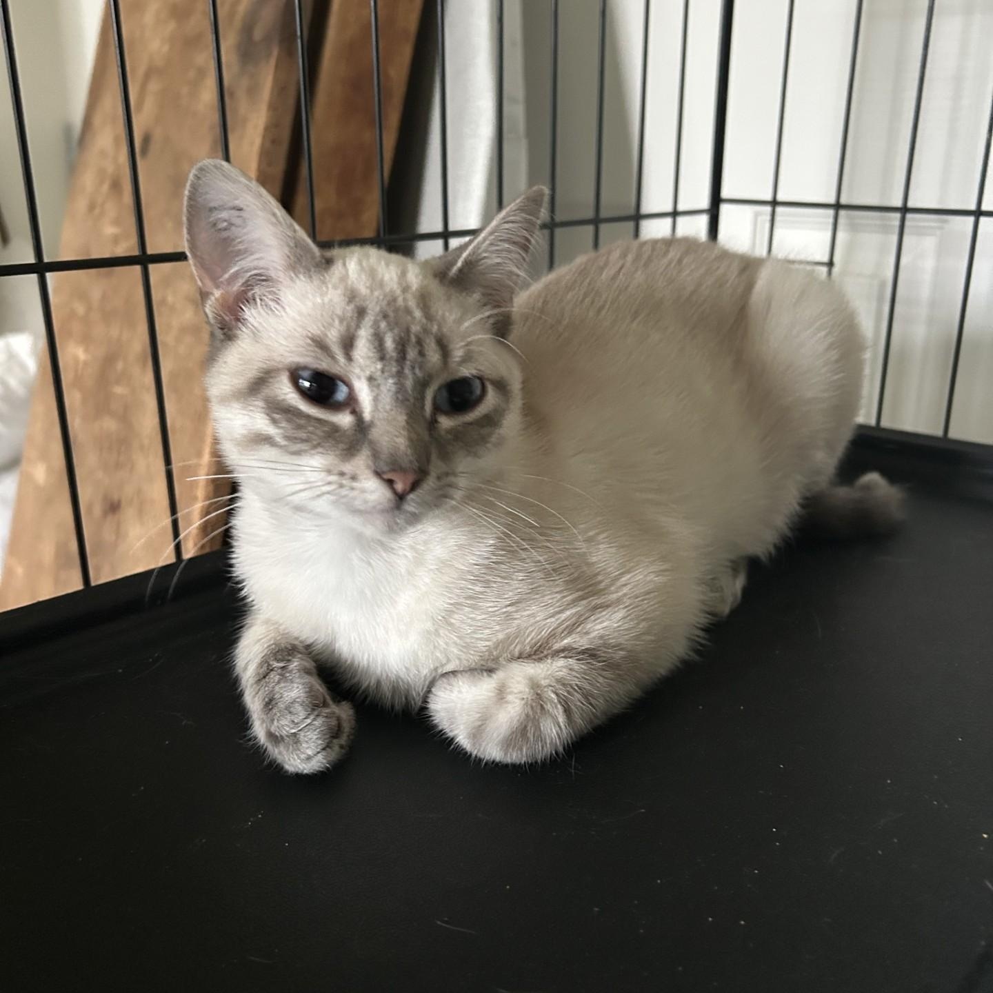 Enlarge Frankie, an adopted Domestic Short Hair in Springdale, AR image 2/3