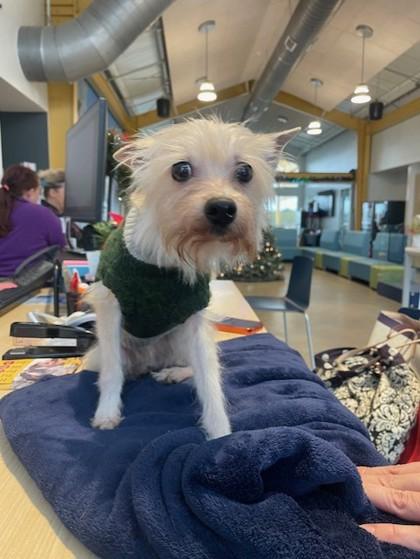 Gertrude thumbnail 3