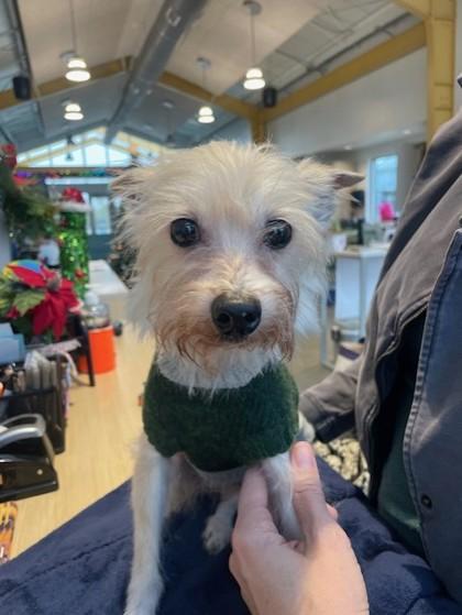 Gertrude thumbnail 4