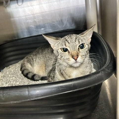 Thelma, Adoptable, Young Female Domestic Short Hair.