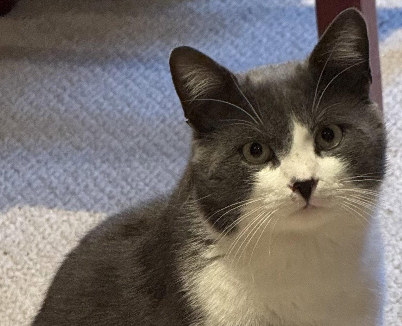 Clide, Adopted, Young Male Domestic Short Hair.