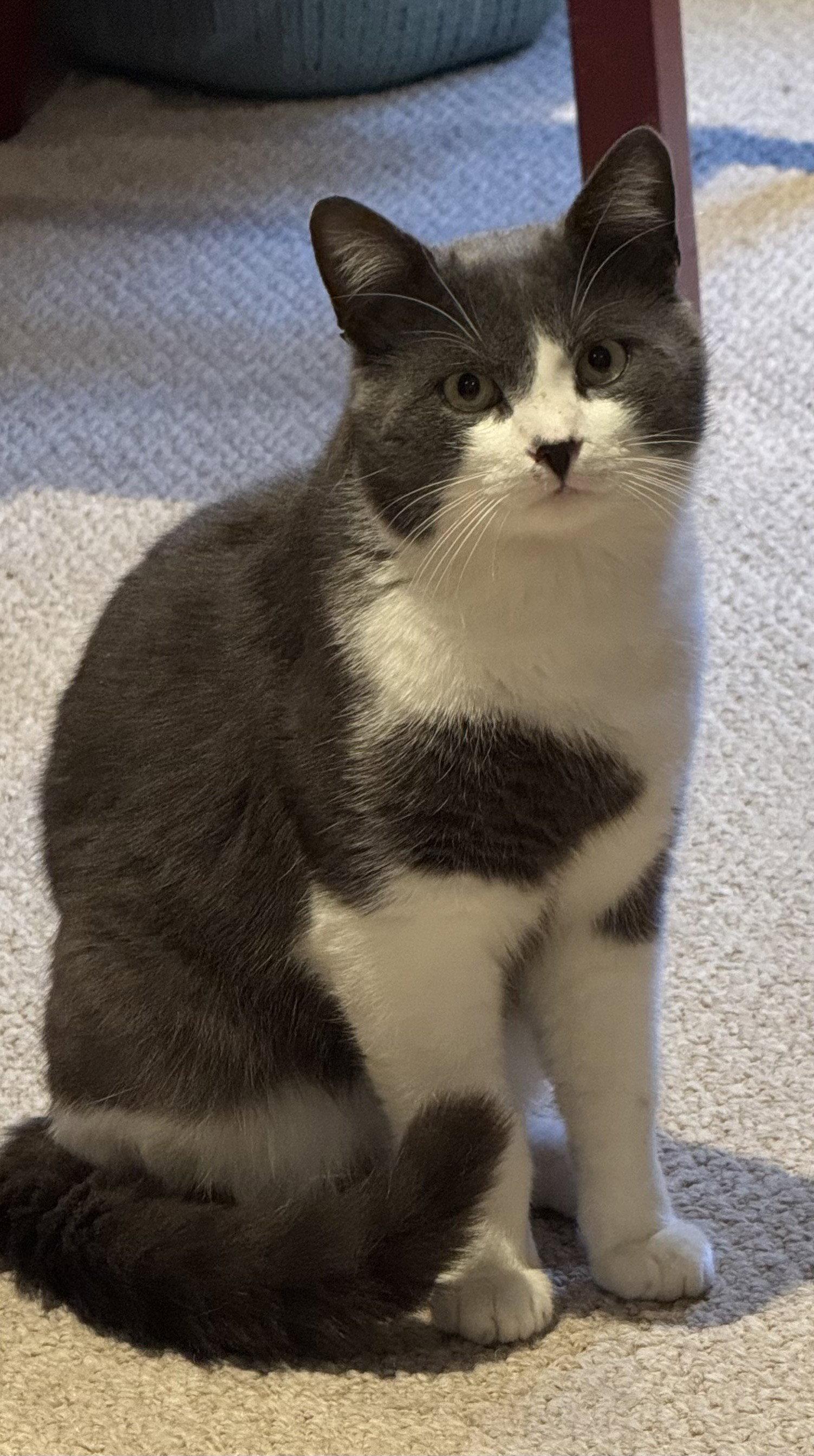 Enlarge Clide, a Adopted Domestic Short Hair in Orleans, ON image 2/2