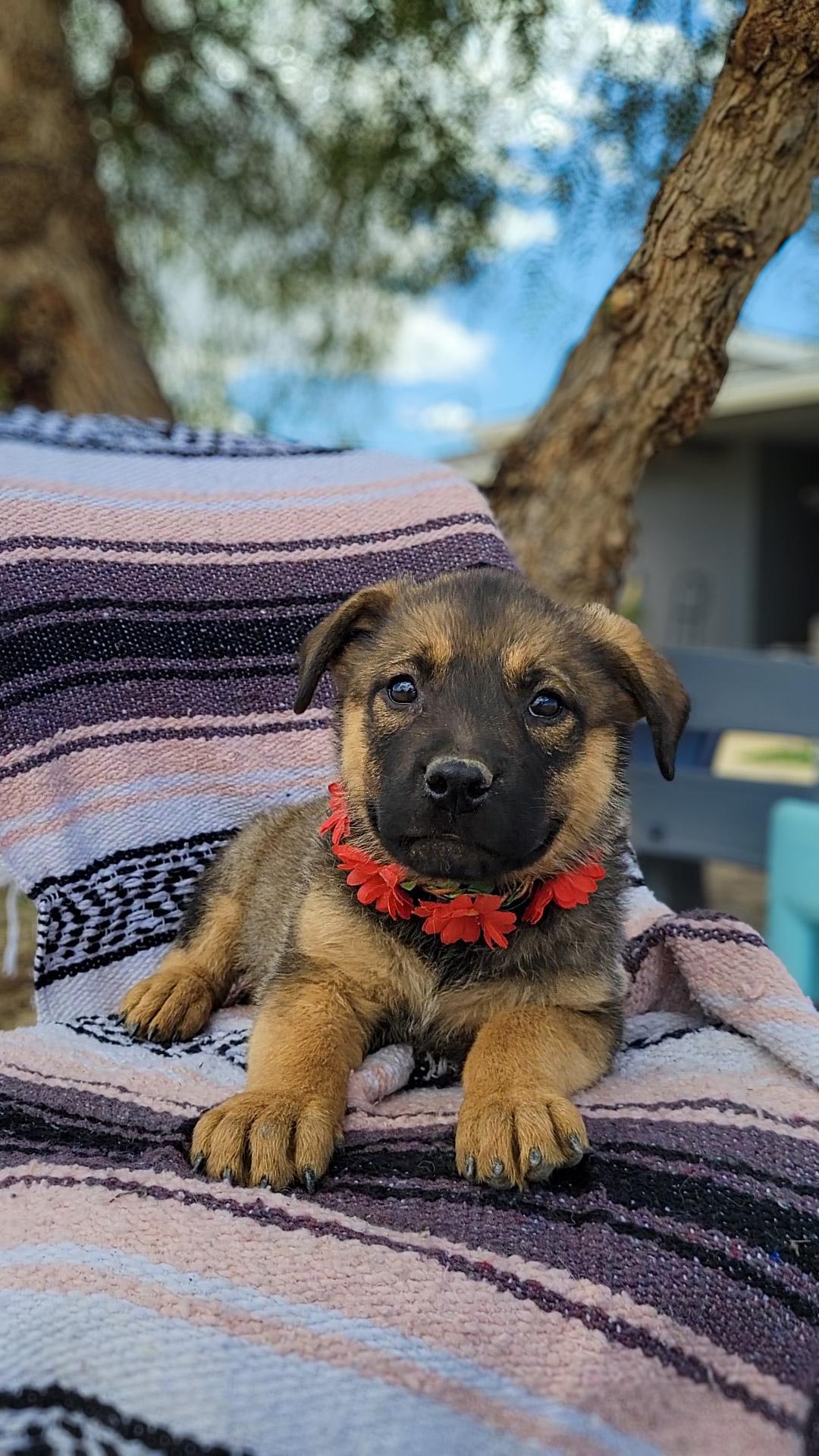 Satin, a ADOPTABLE mixed breed in Temecula, CA image 1/2