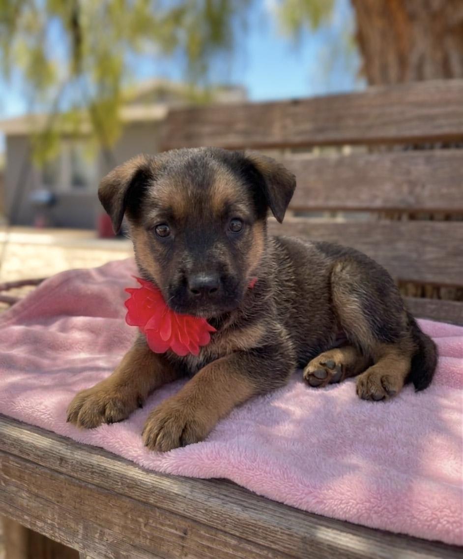 Satin, a ADOPTABLE mixed breed in Temecula, CA image 2/2