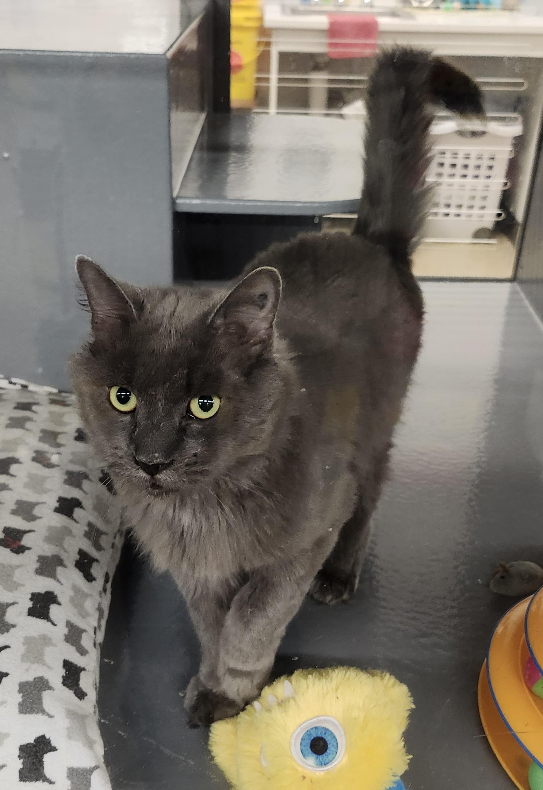 Enlarge IVAN, a Adoptable mixed breed in North East, MD image 2/4