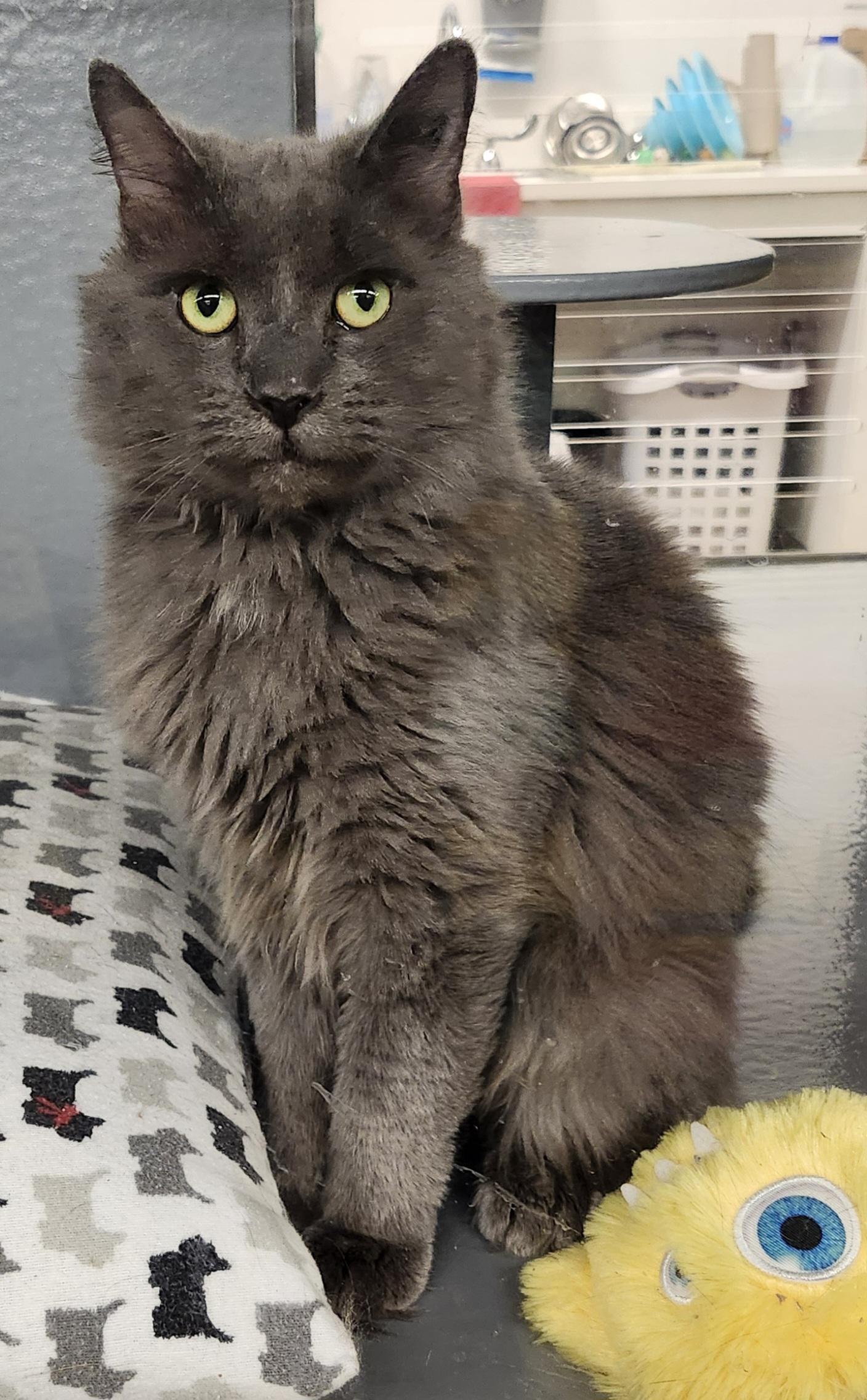 Enlarge IVAN, a Adoptable mixed breed in North East, MD image 3/4