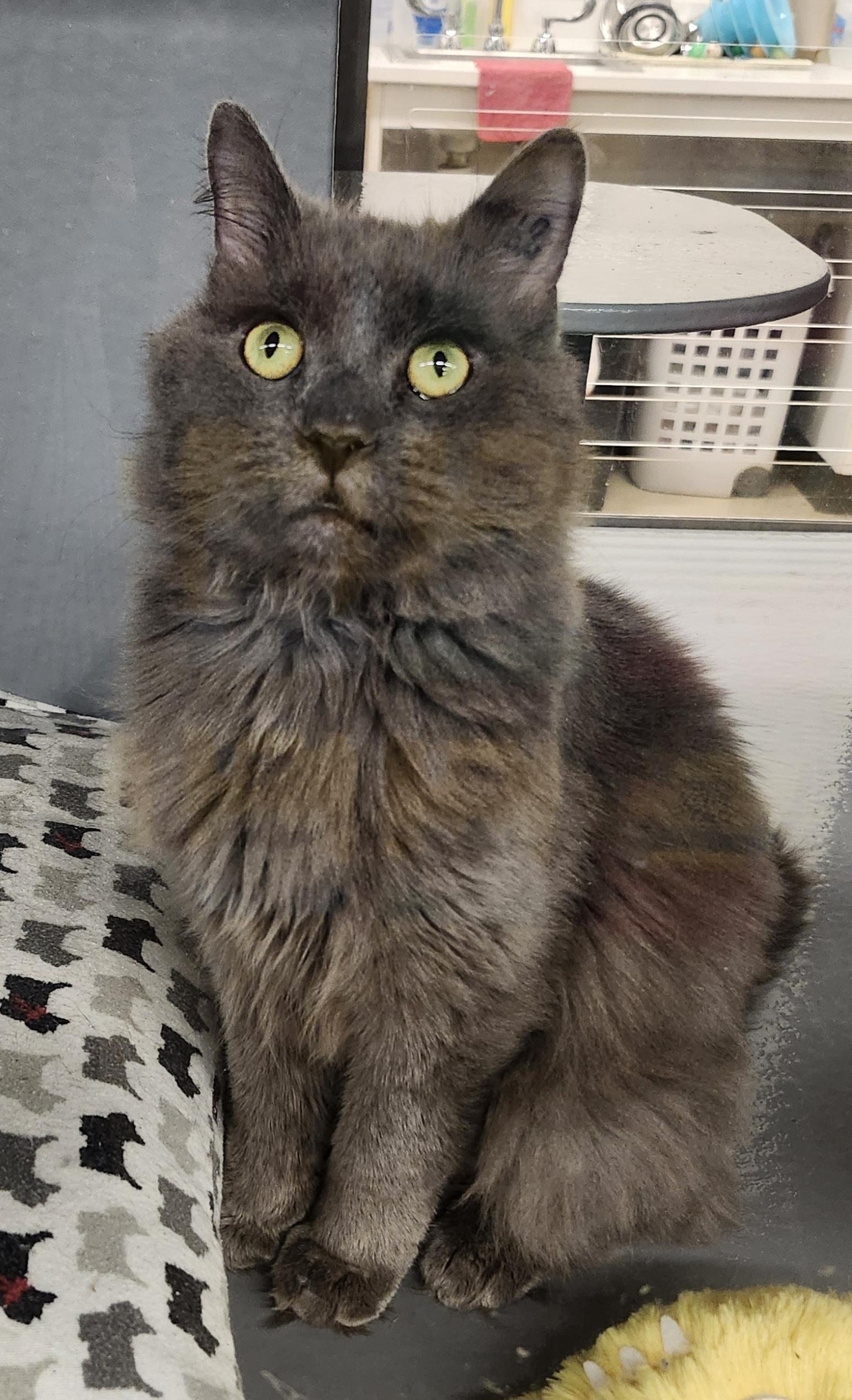 IVAN, Adoptable, Adult Male Nebelung.