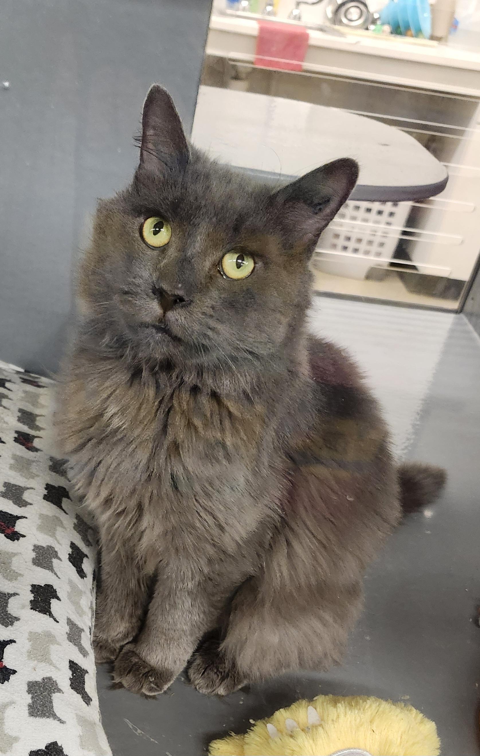 Enlarge IVAN, a Adoptable mixed breed in North East, MD image 4/4